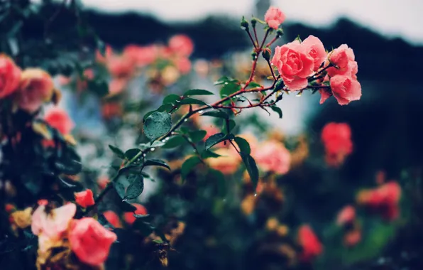 Flowers, Bush, roses, petals