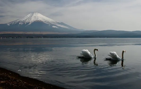 The sky, mountains, birds, shore, mountain, pair, top, white