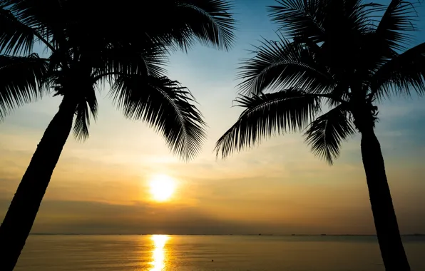 Picture sea, beach, summer, sunset, palm trees, shore, silhouette, summer