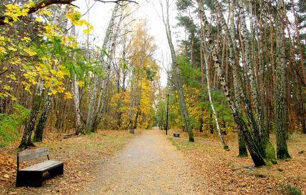 Forest, trees, park, autumn, alley, fall