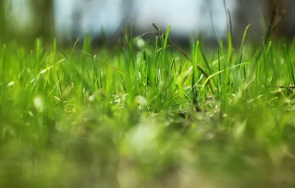 Nature, spring, weed