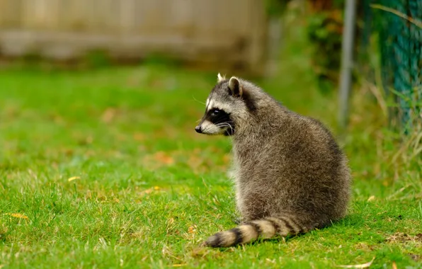 Picture grass, look, face, leaves, nature, pose, background, glade