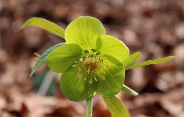 Forest, flower, macro, flowers, Park, spring, forest, primroses