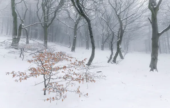 Picture winter, forest, nature, fog