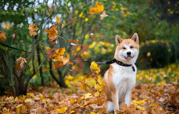 Autumn, forest, look, leaves, branches, Park, foliage, bright