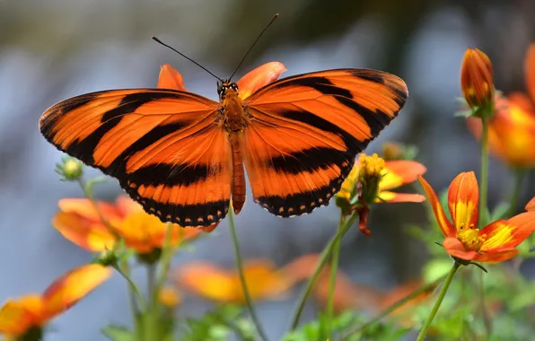 Macro, wings, Butterfly, beautiful, flowers, closeup