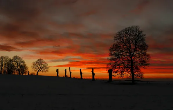Field, the sky, clouds, trees, night, silhouette, glow