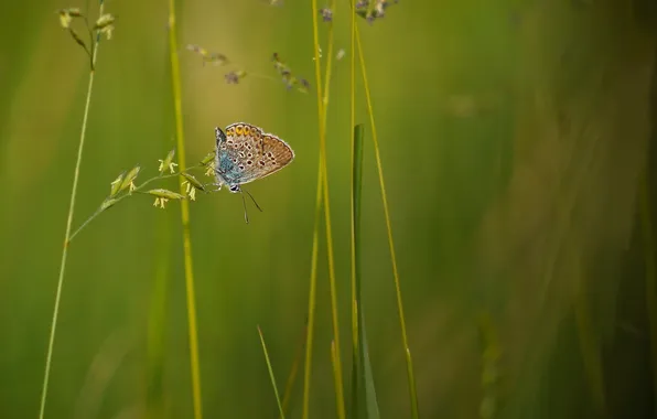 Butterfly, plant, a blade of grass