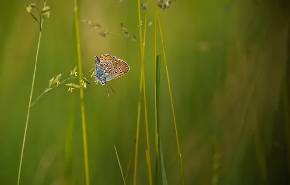 Picture butterfly, plants, grass