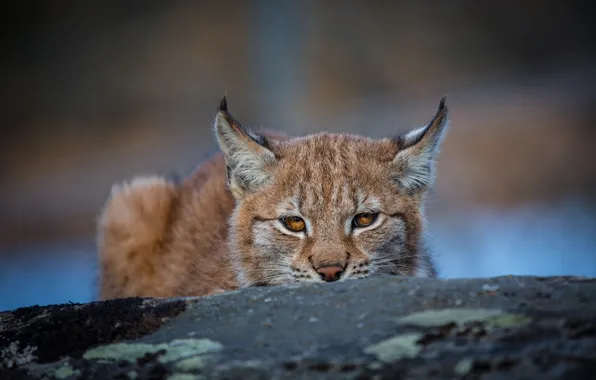 Face, predator, ambush, ears, lynx, wild cat, Peeps