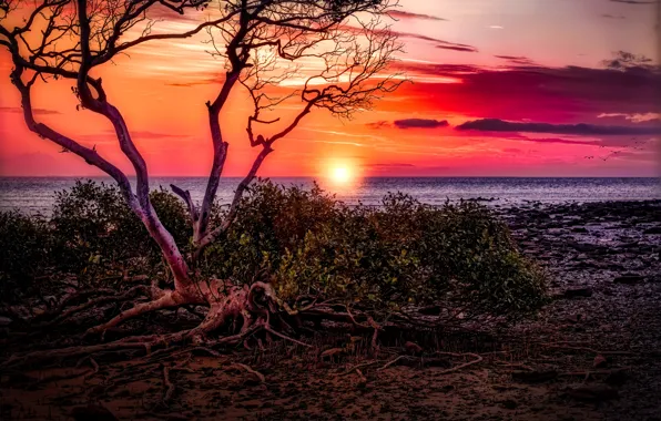 Sea, the sun, clouds, sunset, branches, roots, tree, shore