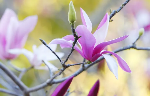 Nature, tree, branch, spring, petals, Magnolia