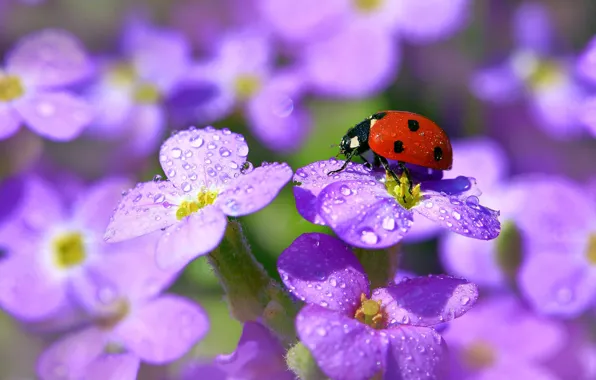 Summer, drops, macro, light, flowers, Rosa, ladybug, beetle