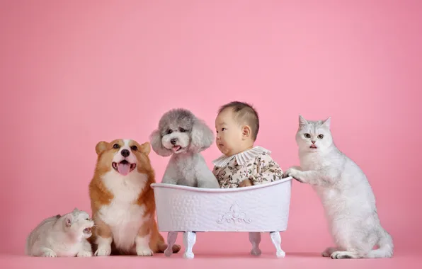 Language, cat, dogs, cat, cats, grey, together, cats