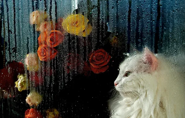 Cat, white, cat, look, glass, face, drops, flowers
