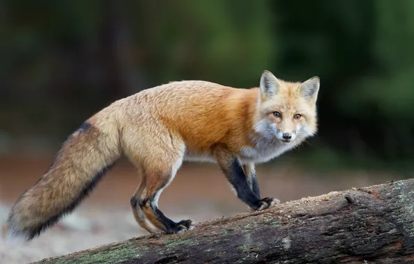 Picture look, predator, tail, Fox, red, Fox