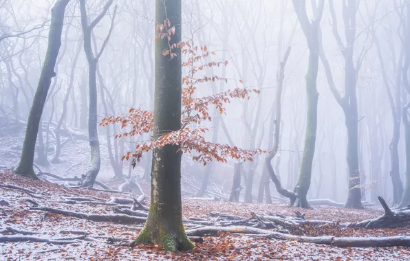 Picture autumn, forest, snow, trees, Netherlands