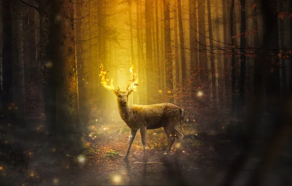 Forest, trees, night, fire, deer, lights, fantasy, horns