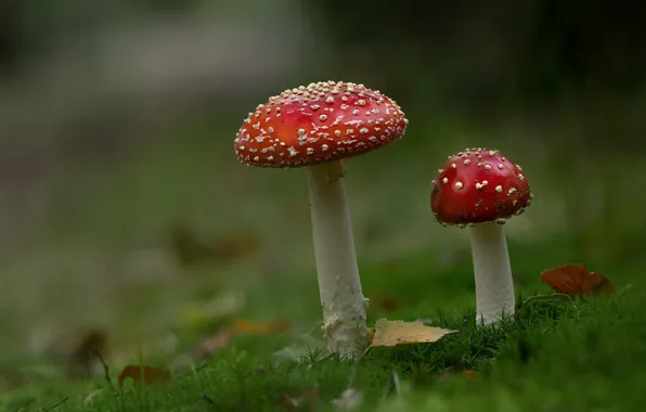 Autumn, nature, background, mushrooms, moss, Amanita, a couple, bokeh
