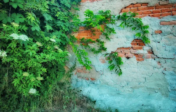 Greens, wall, brick