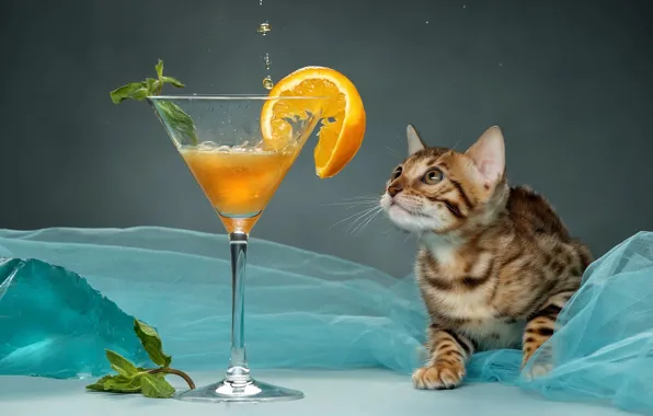 Picture glass, cocktail, kitty, Bengal cat, Svetlana Pisareva