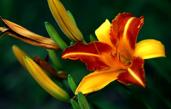 Flower, macro, red, Lily, buds, bokeh, daylilies, red-yellow