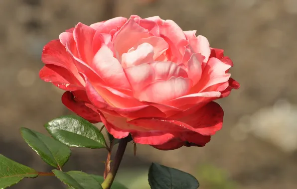 Leaves, macro, flowers, nature, roses, petals, stem