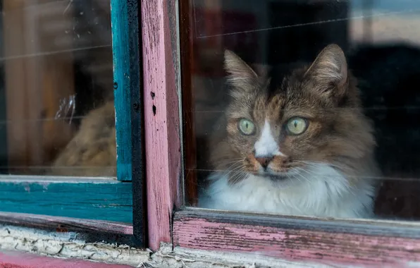Picture cat, look, window