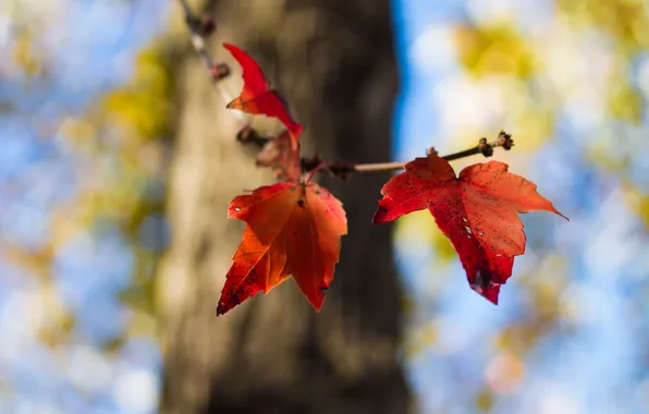 Picture autumn, leaves, nature