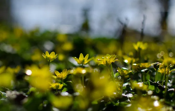 Macro, flowers, nature