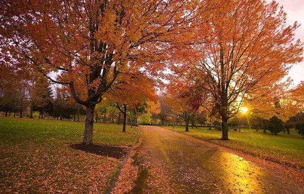 Road, autumn, sunset, Park, Nature, alley
