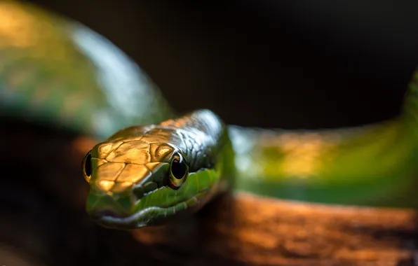 Macro, nature, snake