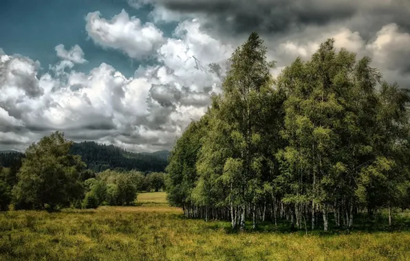 Picture field, summer, birch