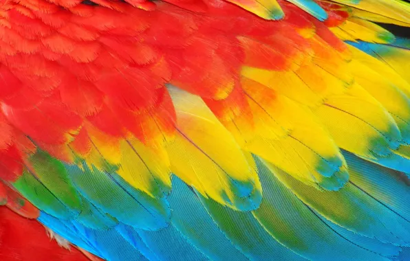 Pen, feathers, Background, feather, card