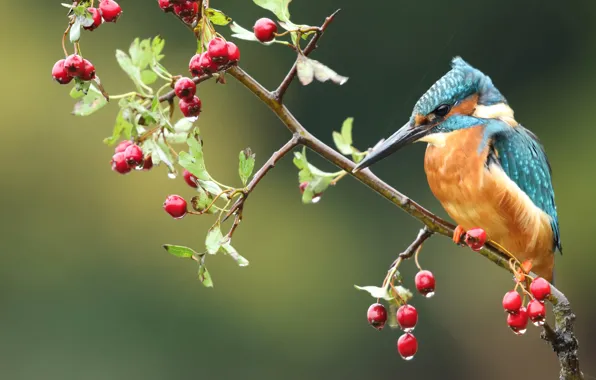 The rain, drops, green, berries, background, bird, branch, fruit