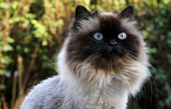 Cat, eyes, wool