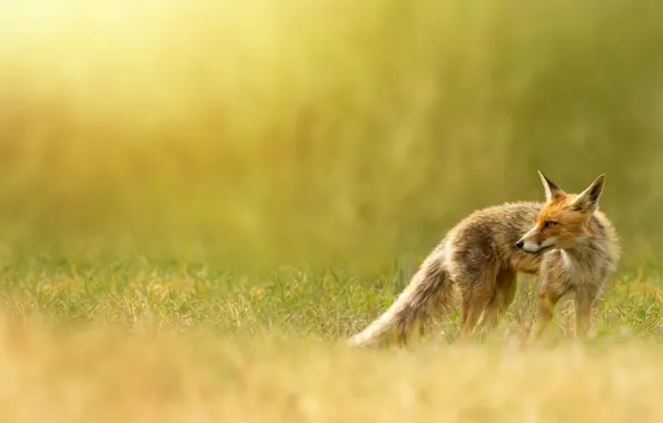 Nature, Fox, red, weed, Fox