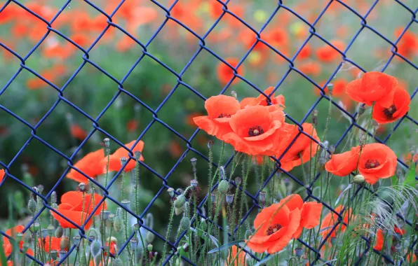 Summer, flowers, mesh, the fence, Mac, Maki, red, buds