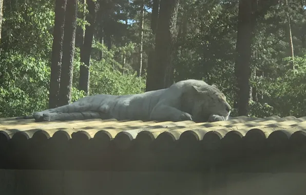Wood, Tiger, Trees, Sleeping, Photography by Tom, Safari Park
