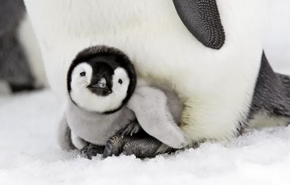 Picture birds, baby, penguin