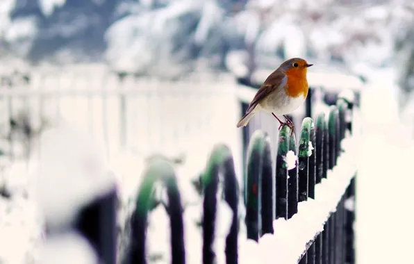Winter, snow, bird, the fence, fence, Robin