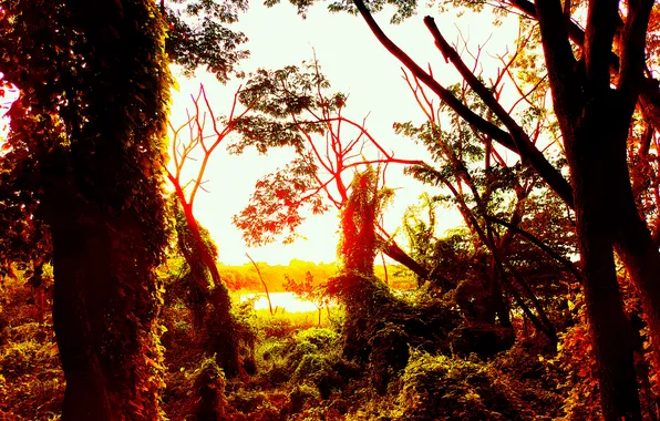 Sky, Sun, Water, Sunrise, Dawn, Morning, Lake, Trees