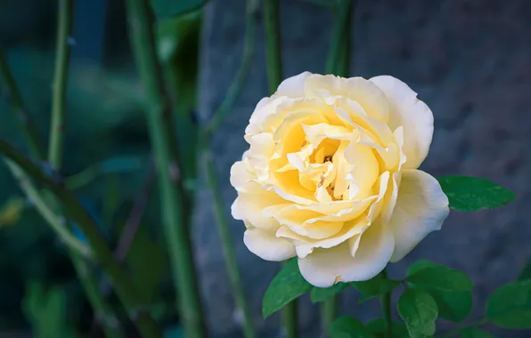Flower, leaves, stems, rose, garden, yellow, blurred background