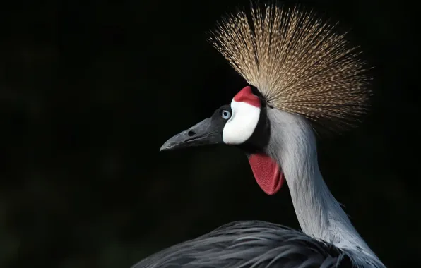 Picture bird, background, Crowned crane