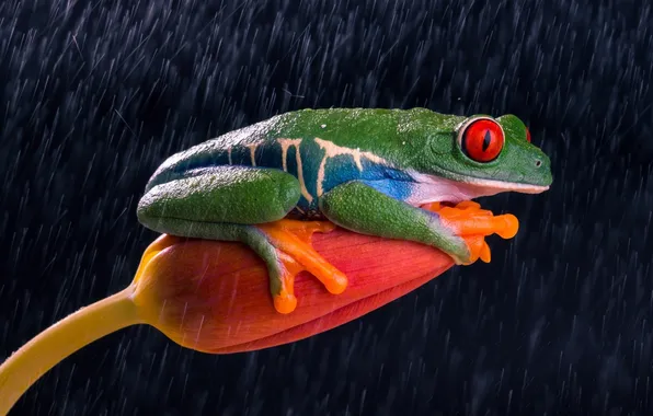 Picture flower, happiness, rain, Tulip, frog, legs, orange, green