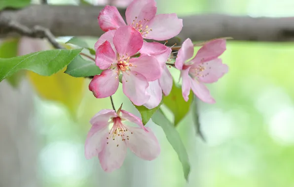 Picture leaves, flowers, branch, flowering tree