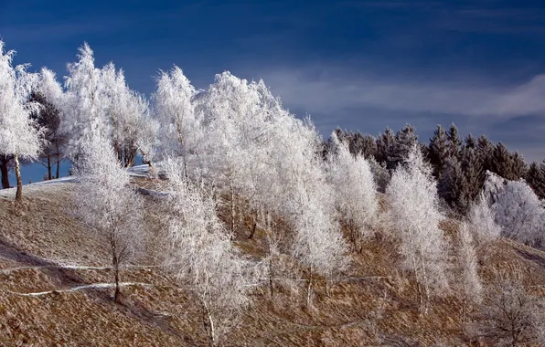 Picture winter, frost, trees, landscape