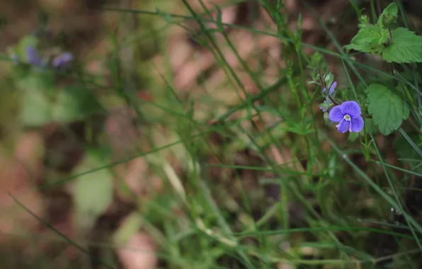 Flower, purple, grass, grass, flower, purple, nettles, nettle