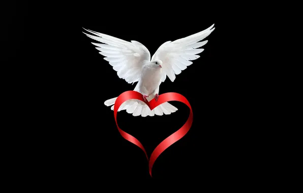 Picture white, bird, heart, dove, wings, feathers, tape, black background