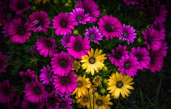 Picture purple, yellow, yellow, purple, Daisy, Daisies